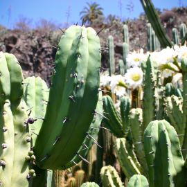 jardin_botanico_viera_y_clavijo-022