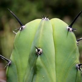 jardin_botanico_viera_y_clavijo-023