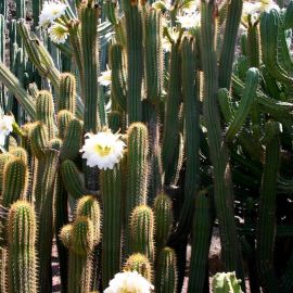 Jardín Botánico Viera y Clavijo