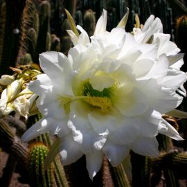 Jardín Botánico Viera y Clavijo