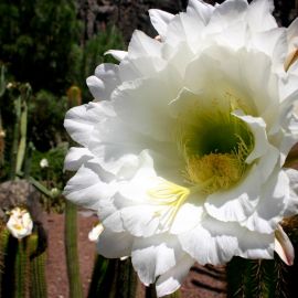 jardin_botanico_viera_y_clavijo-027