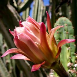 jardin_botanico_viera_y_clavijo-033