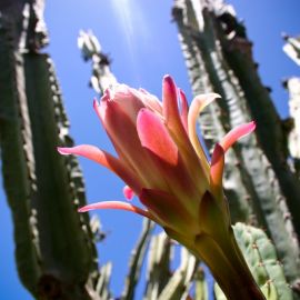 jardin_botanico_viera_y_clavijo-034