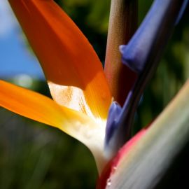 jardin_botanico_viera_y_clavijo-035