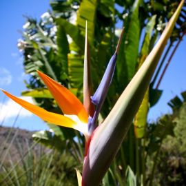 jardin_botanico_viera_y_clavijo-036