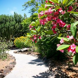 Jardín Botánico Viera y Clavijo