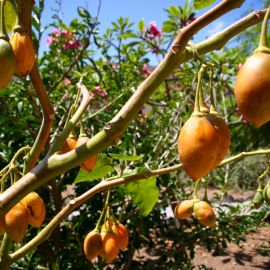 jardin_botanico_viera_y_clavijo-043