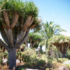 jardin_botanico_viera_y_clavijo-054