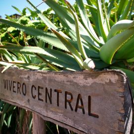 jardin_botanico_viera_y_clavijo-056