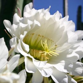 jardin_botanico_viera_y_clavijo-057