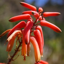 jardin_botanico_viera_y_clavijo-058