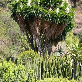 jardin_botanico_viera_y_clavijo-060