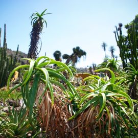 jardin_botanico_viera_y_clavijo-061