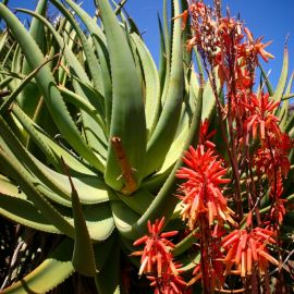 Jardín Botánico Viera y Clavijo