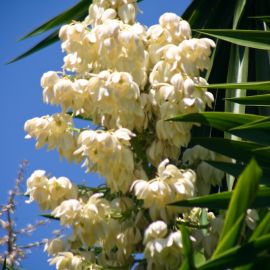 jardin_botanico_viera_y_clavijo-065