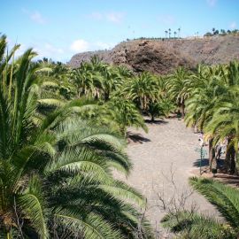 jardin_botanico_viera_y_clavijo-072