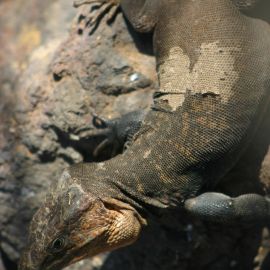 jardin_botanico_viera_y_clavijo-074