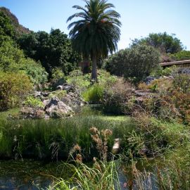 jardin_botanico_viera_y_clavijo-079