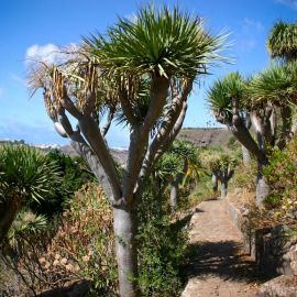 jardin_botanico_viera_y_clavijo-083