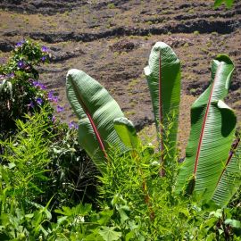 La Gomera