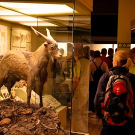 Museo Canario