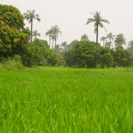 One day excursion The Gambia