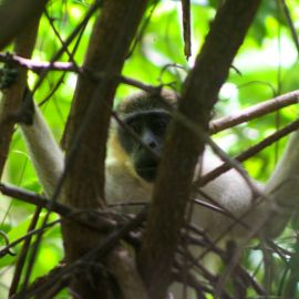 gambia-43