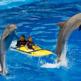 Dolphin show at Palmitos Park_3