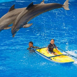 Dolphin show at Palmitos Park_4