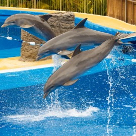 Dolphin show at Palmitos Park_6