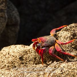 crabs-004
