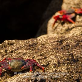 crabs-005