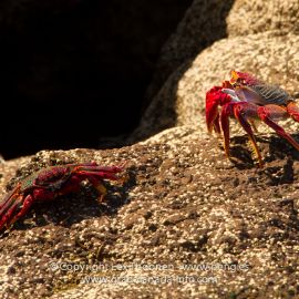 crabs-007