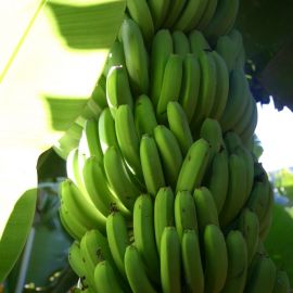bananas-008