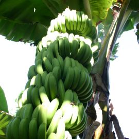 bananas-013