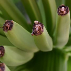 Plants (Flowers)