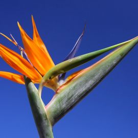 flowers-001