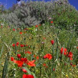 flowers-010