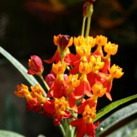flowers-010