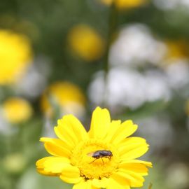 Plants (Flowers)