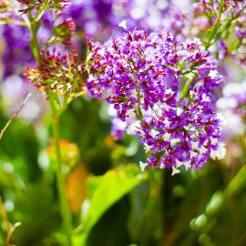 Plants (Flowers)