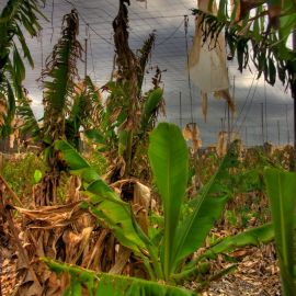 Death of a Bananafield