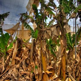 Death of a Bananafield