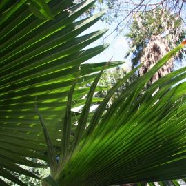 El Huerto de las Flores