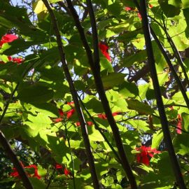 El Huerto de las Flores