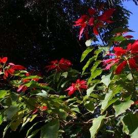 El Huerto de las Flores