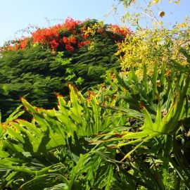 El Huerto de las Flores