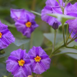 El Huerto de las Flores