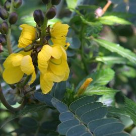 El Huerto de las Flores