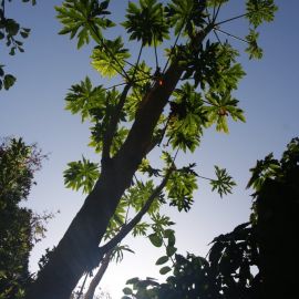 El Huerto de las Flores